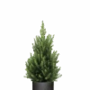 Picea Glauca December - Zwergfichte Ø:19 H:50 Cm 1 Picea Glauca December - Zwergfichte Ø:19 H:50 Cm -Pflanzen Blumentopf Geschäft Picea Glauca December