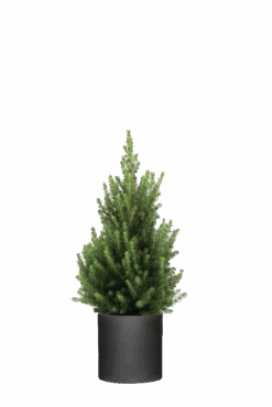 Pflanzen Blumentopf Geschäft 20 Picea Glauca December - Zwergfichte Ø:19 H:50 Cm