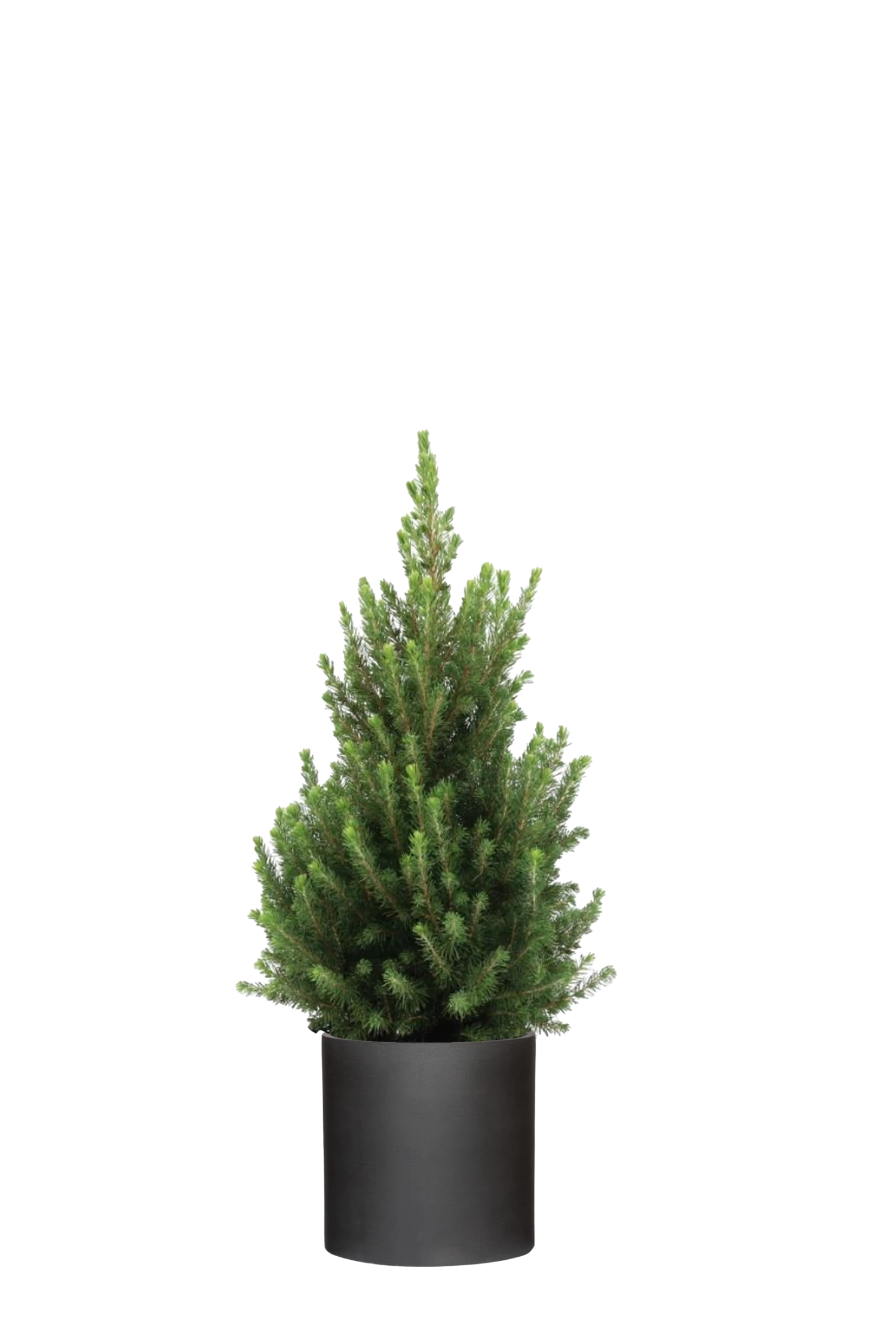 Picea Glauca December - Zwergfichte Ø:19 H:50 Cm 3 Picea Glauca December - Zwergfichte Ø:19 H:50 Cm