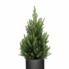 Picea Glauca December - Zwergfichte Ø:26 H:90 Cm