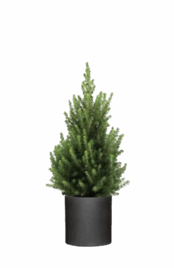 Pflanzen Blumentopf Geschäft 34 Picea Glauca December - Zwergfichte Ø:26 H:90 Cm