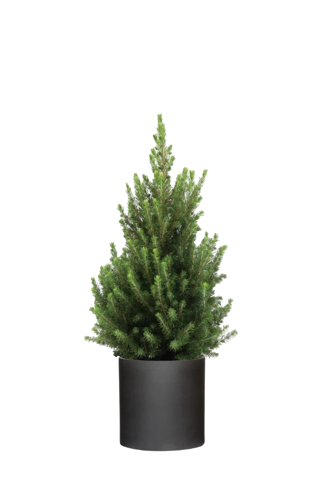 Picea Glauca December - Zwergfichte Ø:26 H:90 Cm 3 Picea Glauca December - Zwergfichte Ø:26 H:90 Cm