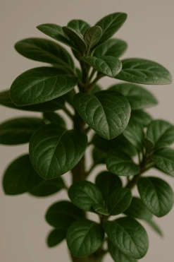 Polyscias Fabian Ø:17 H:65 Cm 6 Polyscias Fabian Ø:17 H:65 Cm -Pflanzen Blumentopf Geschäft PolysciasFabian17 65cm1