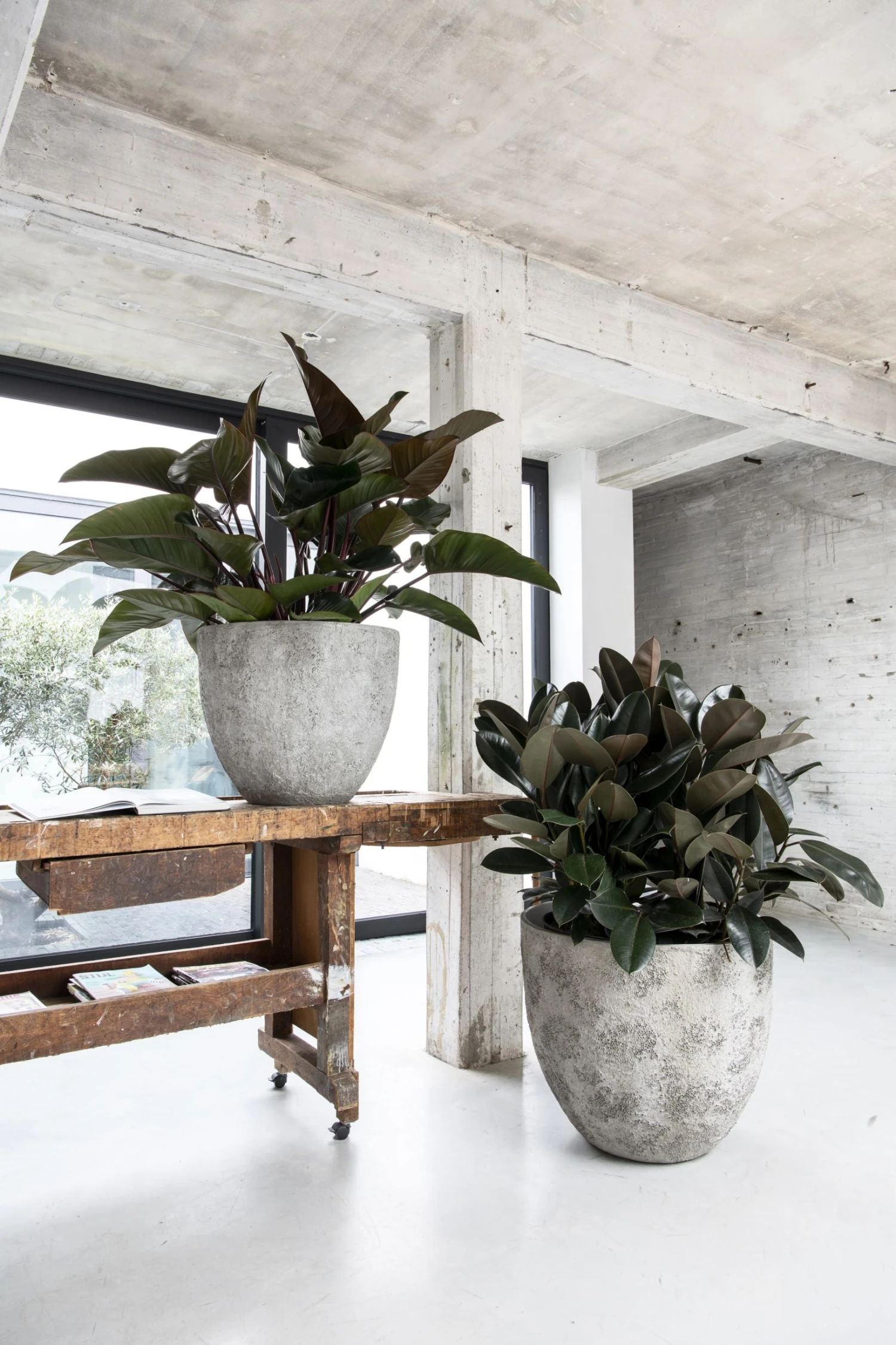 Jesslyn Oyster Imperial Weiß 4 Jesslyn Oyster Imperial Weiß – Bild 2