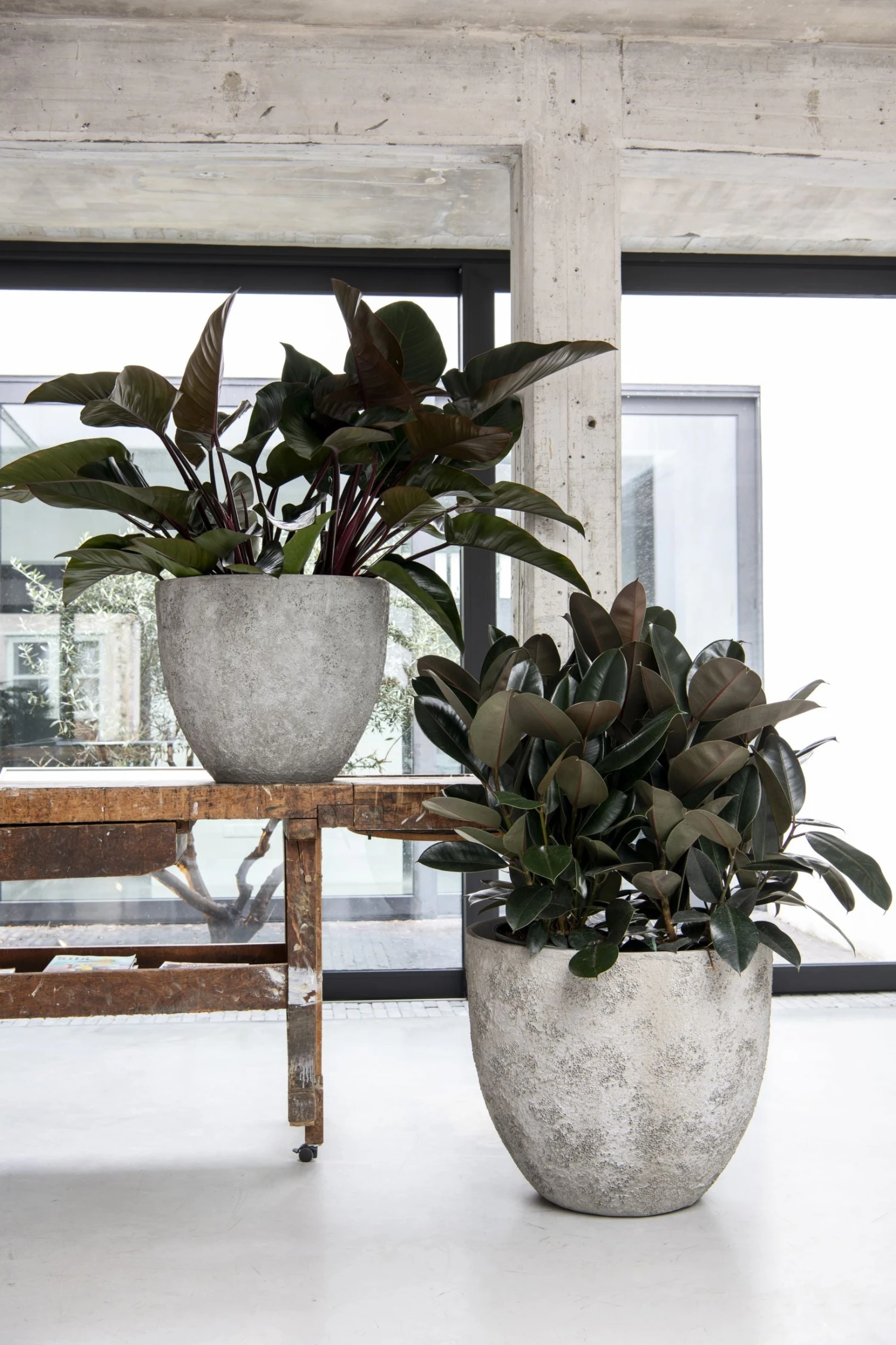 Jesslyn Oyster Imperial Weiß 3 Jesslyn Oyster Imperial Weiß