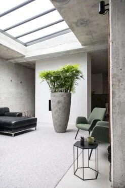 Hugo Oyster Imperial Weiß 11 Hugo Oyster Imperial Weiß -Pflanzen Blumentopf Geschäft R1258 S1 18 18 1