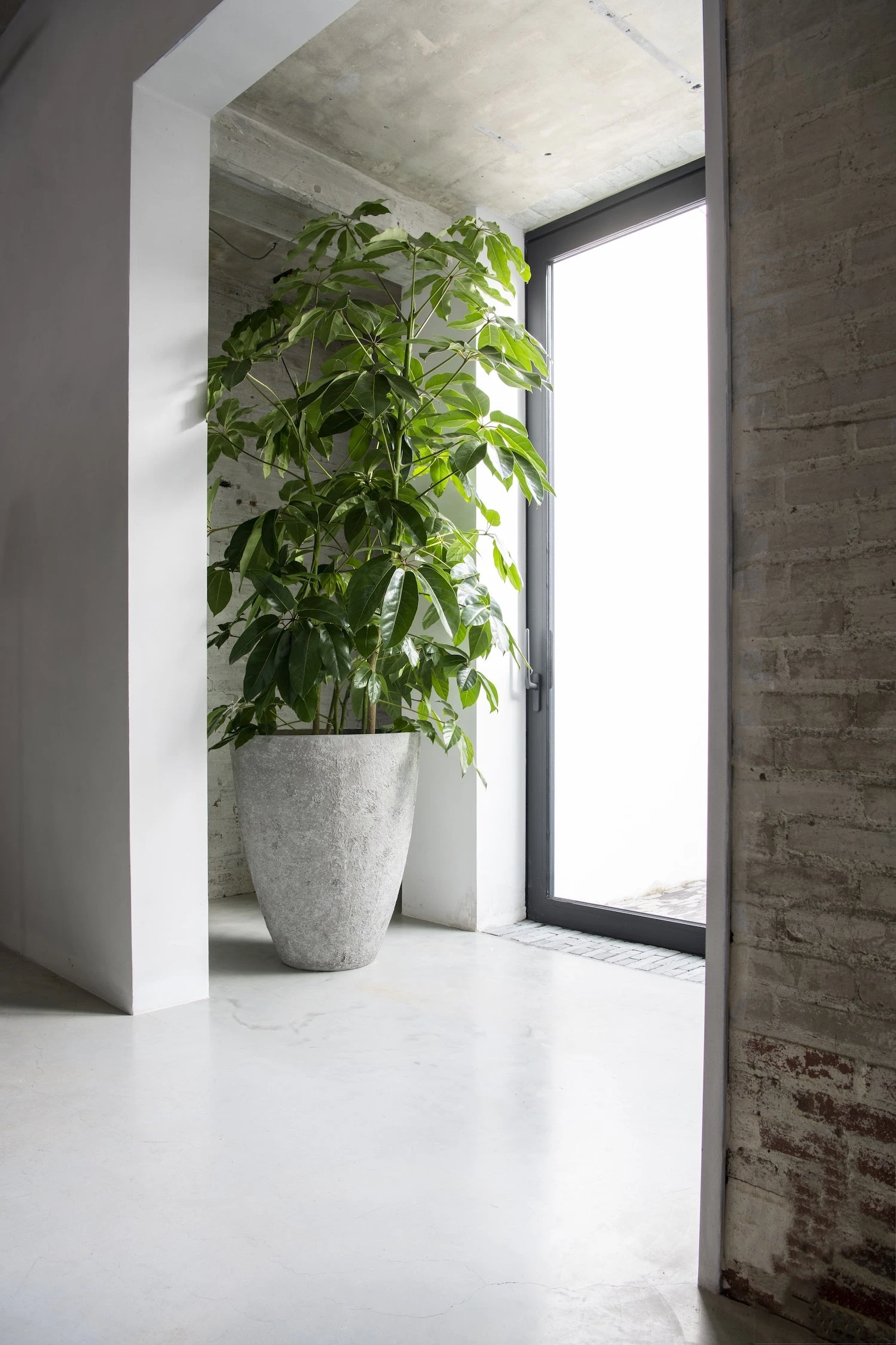 Bernd Oyster Imperial Weiß 3 Bernd Oyster Imperial Weiß