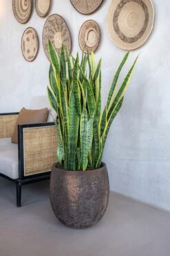 Gillard Oyster Imperial Braun 10 Gillard Oyster Imperial Braun -Pflanzen Blumentopf Geschäft R1262 33 19