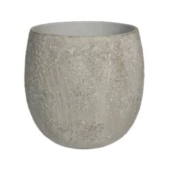 Gillard Oyster Imperial Weiß 10 Gillard Oyster Imperial Weiß -Pflanzen Blumentopf Geschäft R1267 S1 18 min