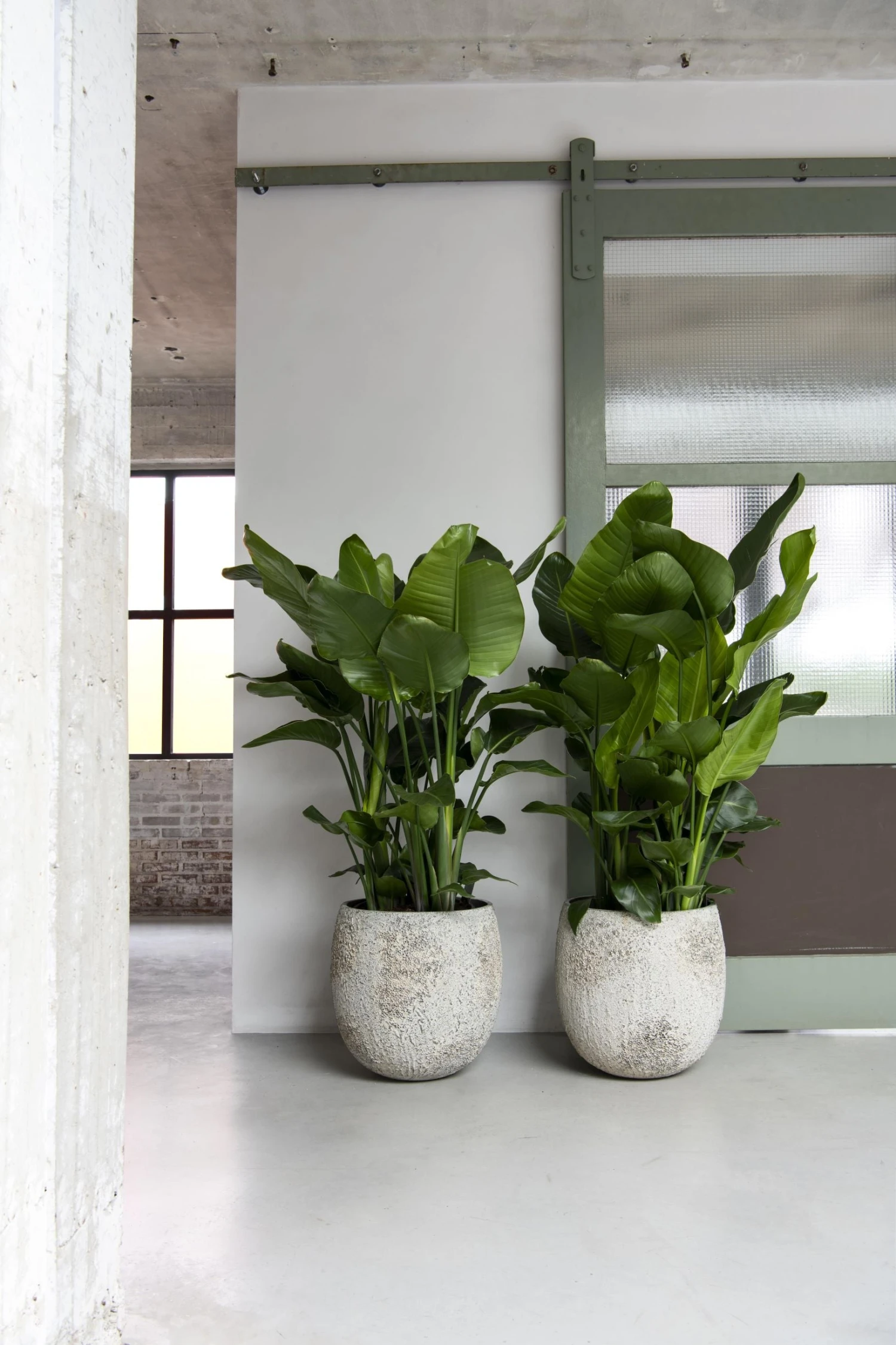 Gillard Oyster Imperial Weiß 4 Gillard Oyster Imperial Weiß – Bild 2