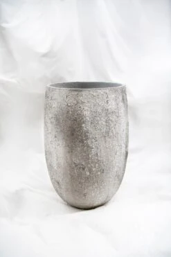 Gillard Oyster Imperial Weiß 9 Gillard Oyster Imperial Weiß -Pflanzen Blumentopf Geschäft R1268 S1 18 2