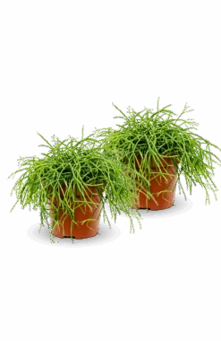 Rhipsalis Clavata 2er Set 7 Rhipsalis Clavata 2er Set -Pflanzen Blumentopf Geschäft RhipsalisClavata2erSet