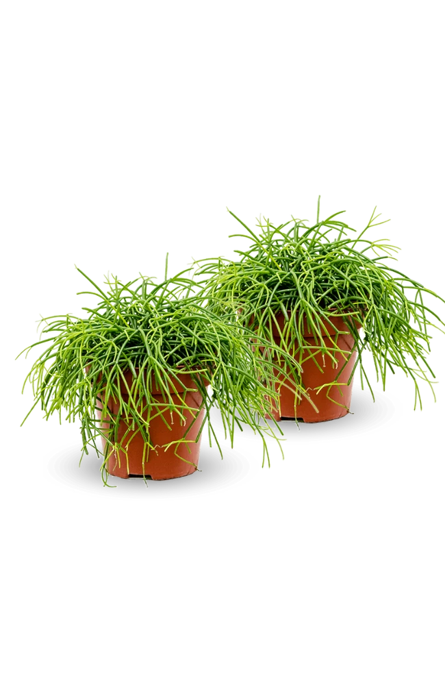 Rhipsalis Clavata 2er Set 5 Rhipsalis Clavata 2er Set – Bild 3