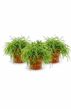 Rhipsalis Clavata 3er Set 7 Rhipsalis Clavata 3er Set -Pflanzen Blumentopf Geschäft RhipsalisClavata3erSet