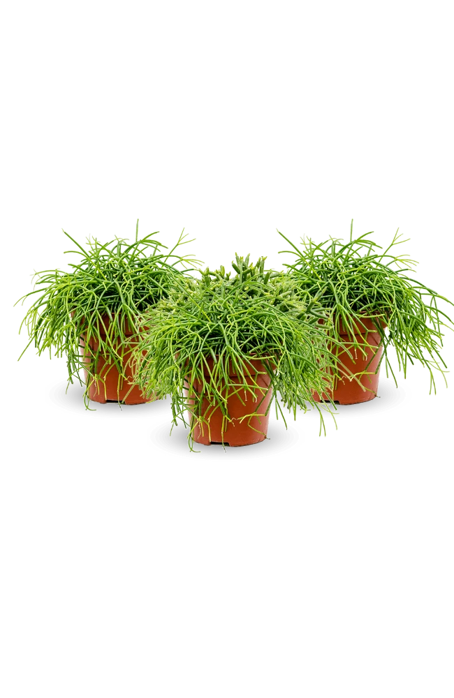 Rhipsalis Clavata 3er Set 5 Rhipsalis Clavata 3er Set – Bild 3