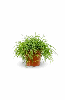 Rhipsalis Clavata Ø:11 H:15 Cm 6 Rhipsalis Clavata Ø:11 H:15 Cm -Pflanzen Blumentopf Geschäft RhipsalisClavataNeu
