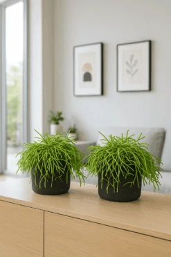 Rhipsalis Clavata 2er Set