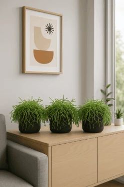 Rhipsalis Clavata 3er Set