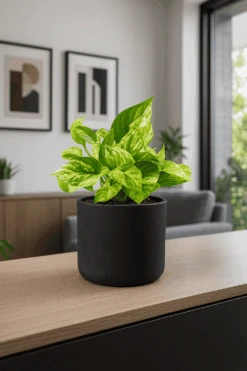 Scindapsus Marble Queen Ø:12 H:20 Cm