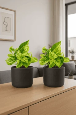 Scindapsus Marble Queen 2er Set