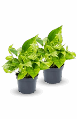 Scindapsus Marble Queen 2er Set 7 Scindapsus Marble Queen 2er Set -Pflanzen Blumentopf Geschäft Sets