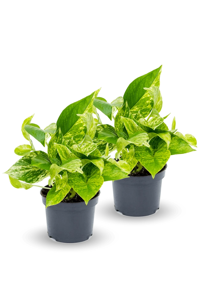 Scindapsus Marble Queen 2er Set 5 Scindapsus Marble Queen 2er Set – Bild 3