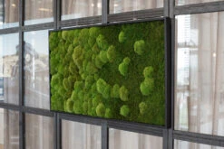 Moosbild Verlauf Wald- Und Ballenmoos 100x60 Cm 11 Moosbild Verlauf Wald- Und Ballenmoos 100x60 Cm -Pflanzen Blumentopf Geschäft StandardWaldundKugelmoosVerlauf100x60 3