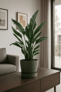 Strelitzia Reginae Ø:24 H:80 Cm