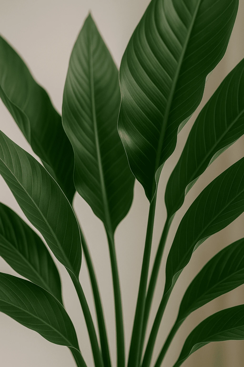 Strelitzia Reginae Ø:24 H:80 Cm 4 Strelitzia Reginae Ø:24 H:80 Cm – Bild 2