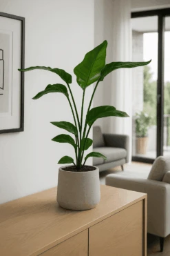 Strelitzia Nicolai Ø:17 H:60 Cm