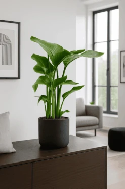 Strelitzia Nicolai Ø:21 H:90 Cm