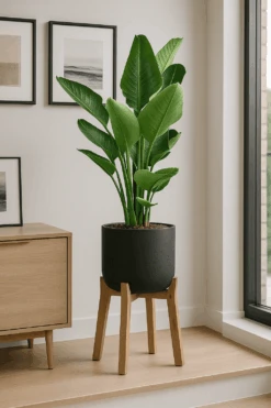 Strelitzia Nicolai Ø:24 H:100 Cm