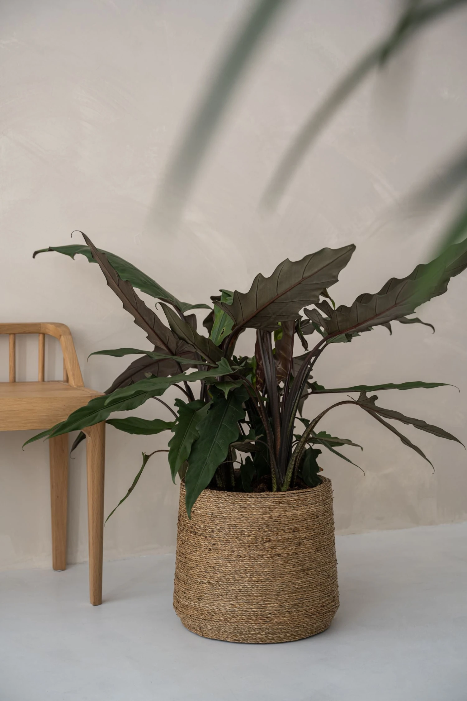 Patt Straw Grass Handgewebter Pflanzkorb 6 Patt Straw Grass Handgewebter Pflanzkorb – Bild 4