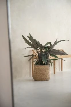 Patt Straw Grass Handgewebter Pflanzkorb 9 Patt Straw Grass Handgewebter Pflanzkorb -Pflanzen Blumentopf Geschäft T3026 30 GRS 9