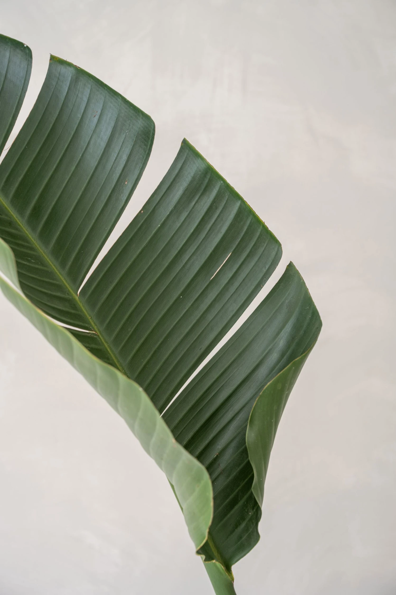 Patt Straw Grass Handgewebter Pflanzkorb 4 Patt Straw Grass Handgewebter Pflanzkorb – Bild 2