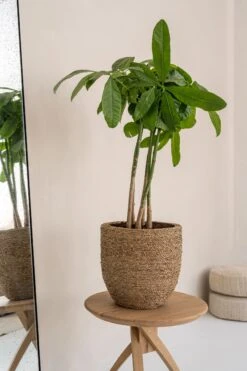 Cody Straw Grass Handgewebter Pflanzkorb 11 Cody Straw Grass Handgewebter Pflanzkorb -Pflanzen Blumentopf Geschäft T3031 20 GRS 2