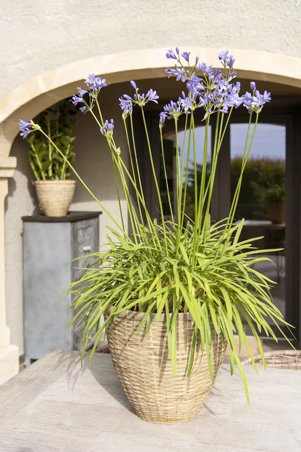 Diego Handgewebter Pflanzkorb 3 Diego Handgewebter Pflanzkorb