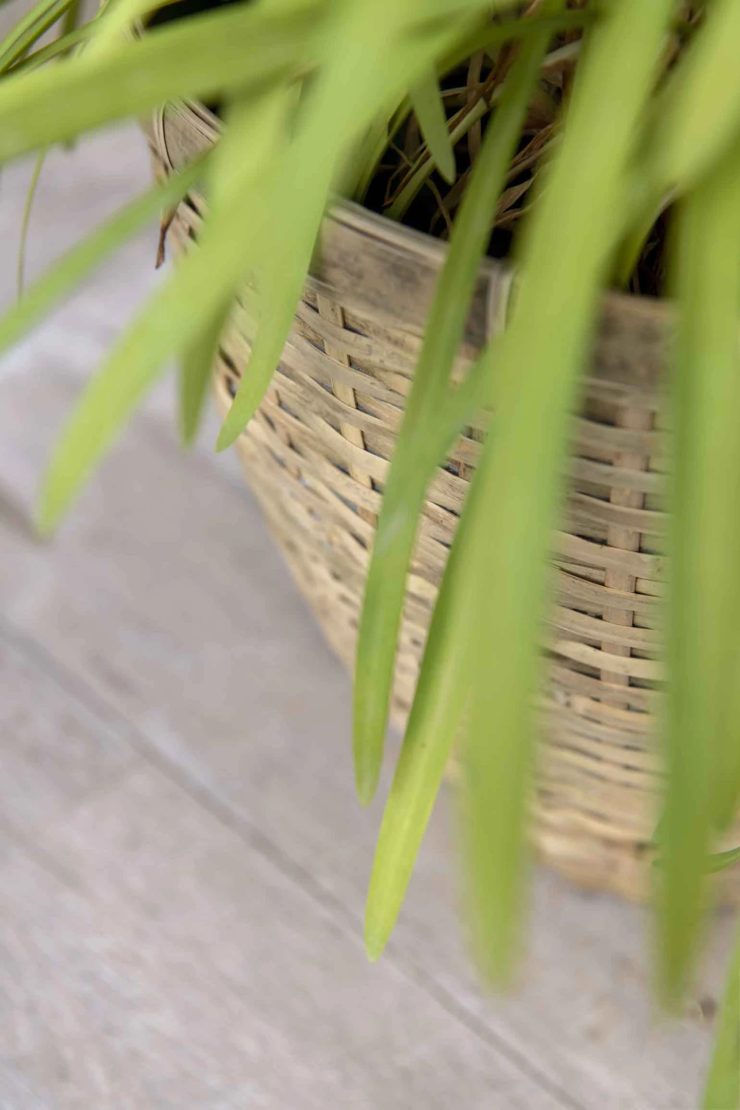 Diego Handgewebter Pflanzkorb 5 Diego Handgewebter Pflanzkorb – Bild 3