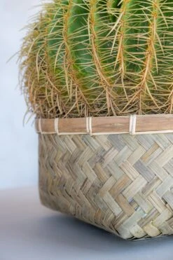 Pflanzkorb Bohemian Nala Low 11 Pflanzkorb Bohemian Nala Low -Pflanzen Blumentopf Geschäft T4106 13 BB 3 min