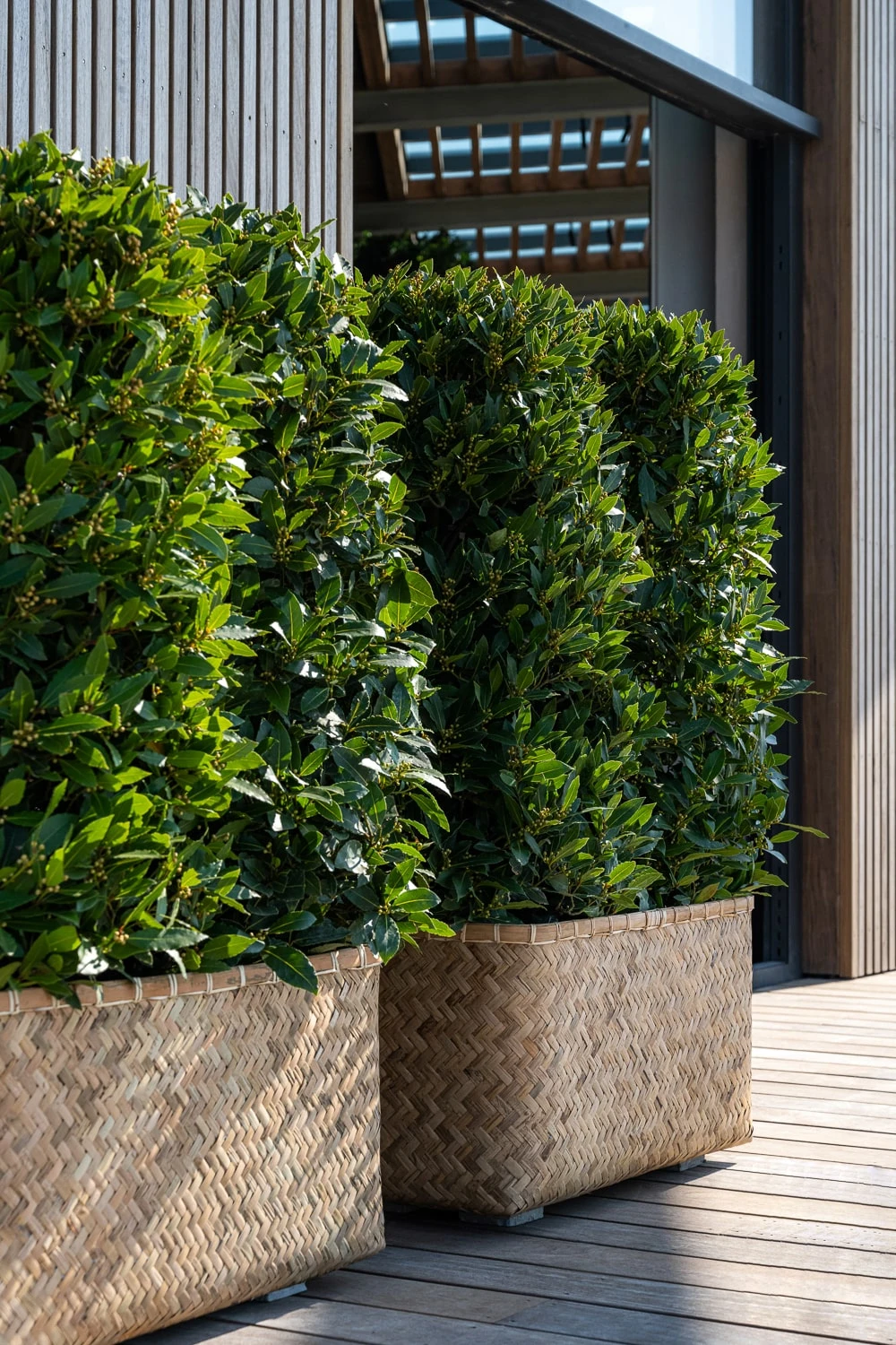 Pflanzkorb Bohemian Rafi 4 Pflanzkorb Bohemian Rafi – Bild 2