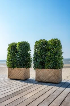 Pflanzkorb Bohemian Rafi