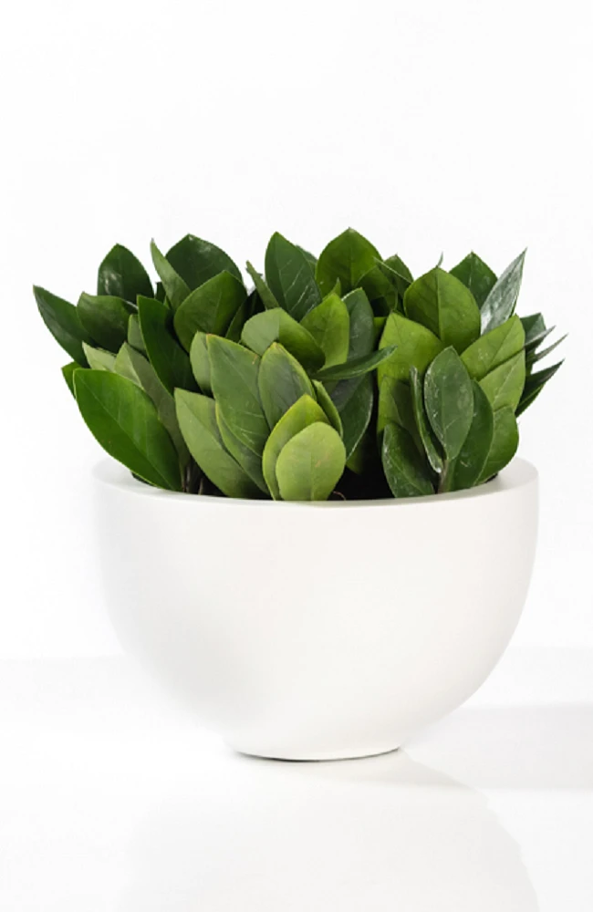 Peter Matt Weiß 3 Peter Matt Weiß