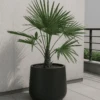 Trachycarpus Fortunei Ø:24 H:100 Cm