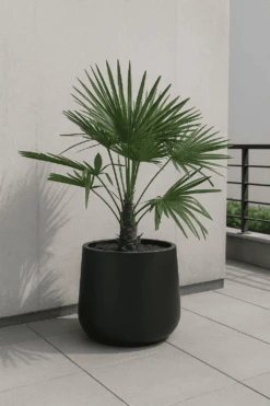 Pflanzen Blumentopf Geschäft 30 Trachycarpus Fortunei Ø:24 H:100 Cm