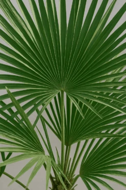 Pflanzen Blumentopf Geschäft -Pflanzen Blumentopf Geschäft Trachycarpusfortunei24 100cm1