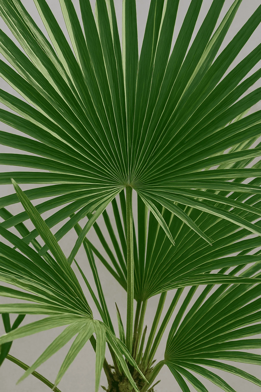 Trachycarpus Fortunei Ø:24 H:100 Cm 4 Trachycarpus Fortunei Ø:24 H:100 Cm – Bild 2