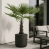 Trachycarpus Fortunei Ø:27 H:140 Cm