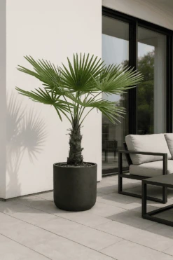 Trachycarpus Fortunei Ø:27 H:140 Cm