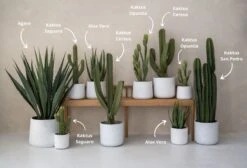 Kaktus San Pedro Künstlich 9 Kaktus San Pedro Künstlich -Pflanzen Blumentopf Geschäft Ubersicht kunstliche Pflanzen 2ba819f8 f061 47c5 a9d8 55ce752899a5