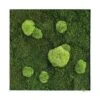Moosbild Wald- Und Ballenmoos 55x55 Cm